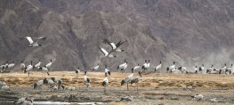 Safeguarding cranes more than a job for Xizang villager
