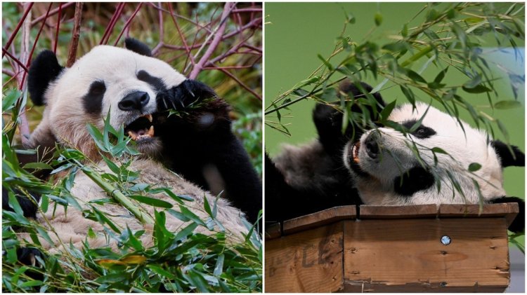 Giant pandas Yang Guang and Tian Tian return to China after 12 years in UK